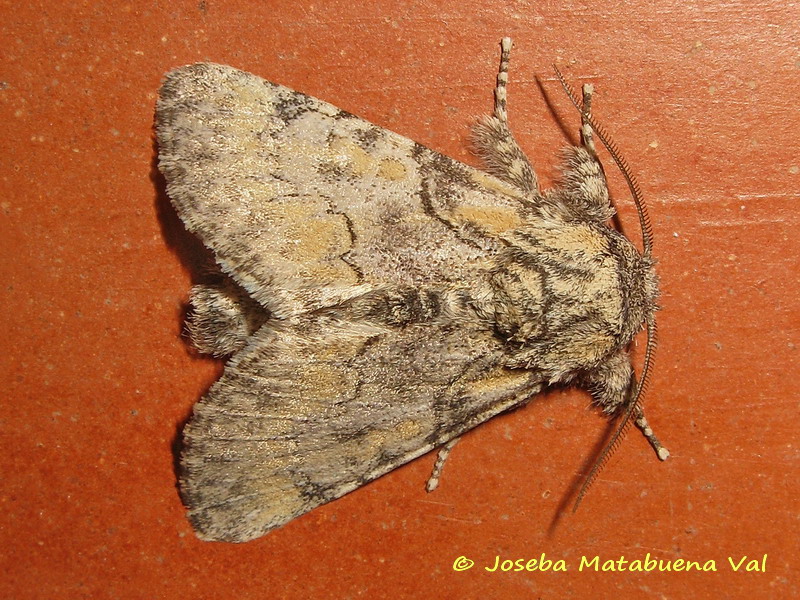 Raphia hybris - Noctuidae